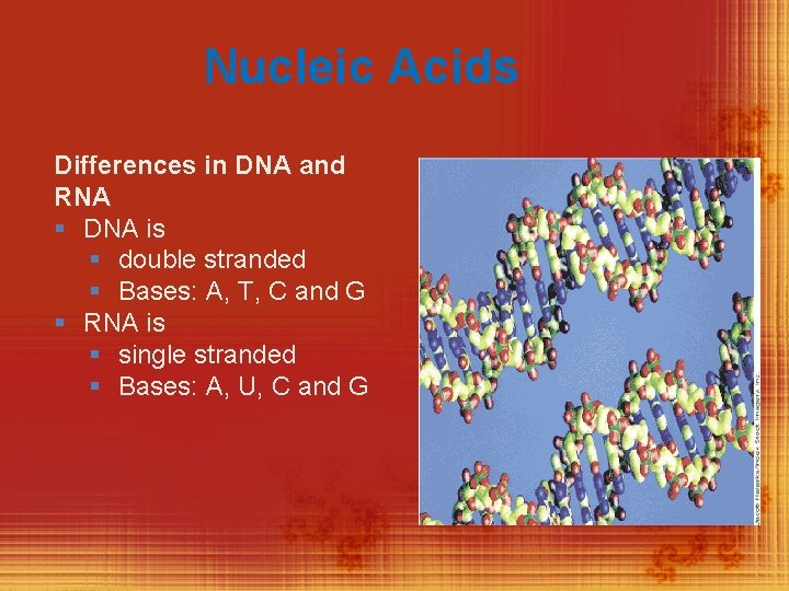 Nucleic Acids Differences in DNA and RNA § DNA is § double stranded §