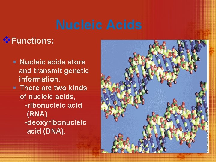 Nucleic Acids v. Functions: § Nucleic acids store and transmit genetic information. § There