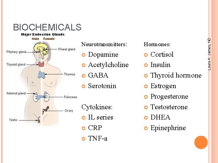 Neurotransmitters: Hormones: Dopamine Acetylcholine GABA Serotonin Cytokines: IL series CRP TNF-a Cortisol Insulin Thyroid