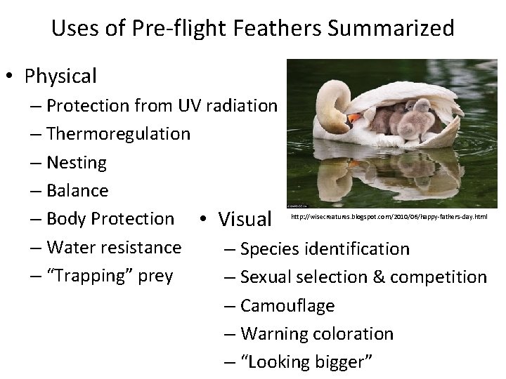 Uses of Pre-flight Feathers Summarized • Physical – Protection from UV radiation – Thermoregulation