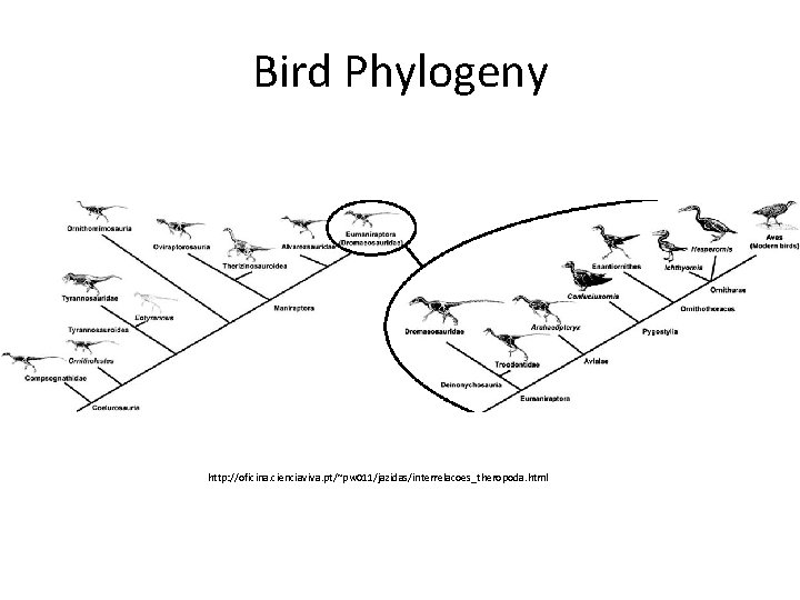 Bird Phylogeny http: //oficina. cienciaviva. pt/~pw 011/jazidas/interrelacoes_theropoda. html 