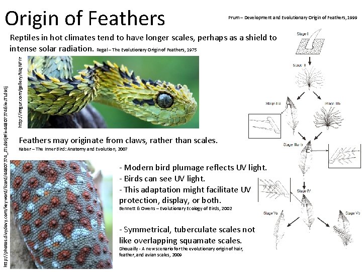 Origin of Feathers Prum – Development and Evolutionary Origin of Feathers, 1999 http: //imgur.