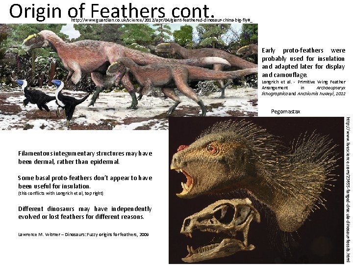 Origin of Feathers cont. http: //www. guardian. co. uk/science/2012/apr/04/giant-feathered-dinosaur-china-big-fly#_ Early proto-feathers were probably used