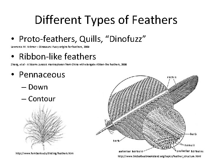 Different Types of Feathers • Proto-feathers, Quills, “Dinofuzz” Lawrence M. Witmer – Dinosaurs: Fuzzy