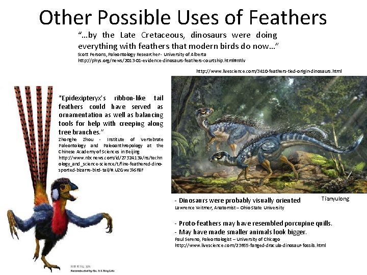 Other Possible Uses of Feathers “…by the Late Cretaceous, dinosaurs were doing everything with