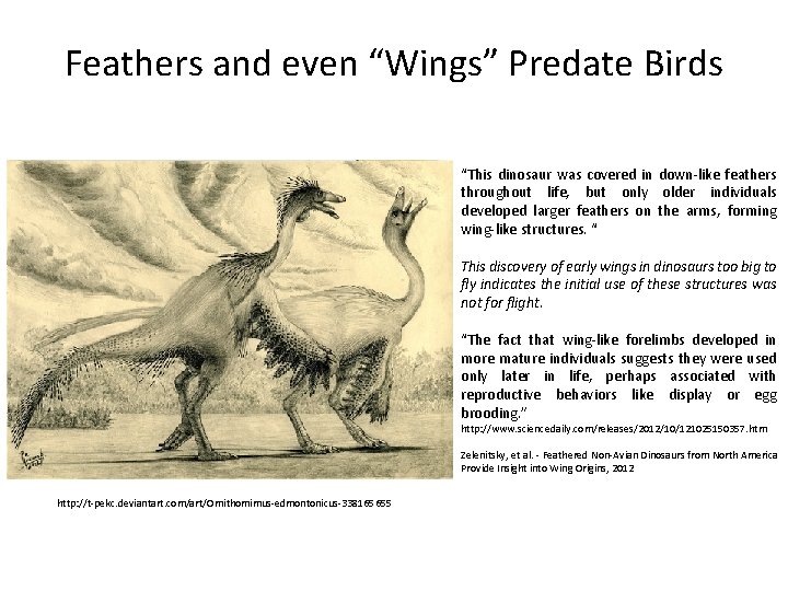 Feathers and even “Wings” Predate Birds “This dinosaur was covered in down-like feathers throughout