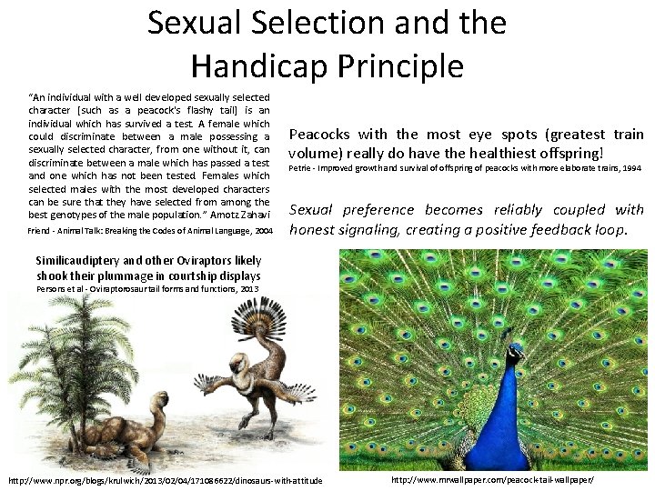 Sexual Selection and the Handicap Principle “An individual with a well developed sexually selected