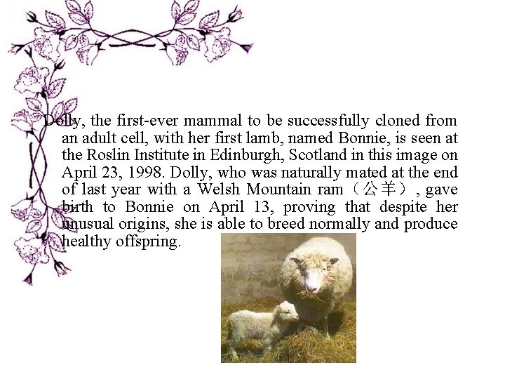 Dolly, the first-ever mammal to be successfully cloned from an adult cell, with her