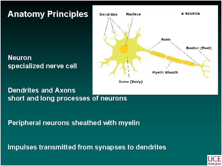 Anatomy Principles Neuron specialized nerve cell Dendrites and Axons short and long processes of