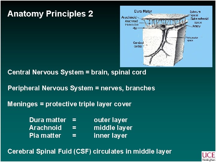 Anatomy Principles 2 Central Nervous System = brain, spinal cord Peripheral Nervous System =