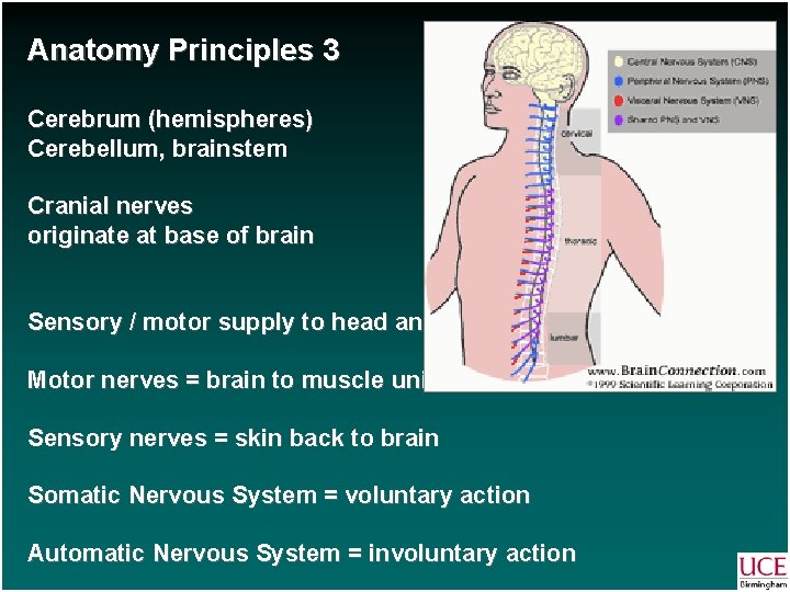 Anatomy Principles 3 Cerebrum (hemispheres) Cerebellum, brainstem Cranial nerves originate at base of brain