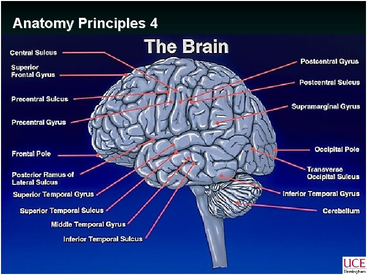 Anatomy Principles 4 