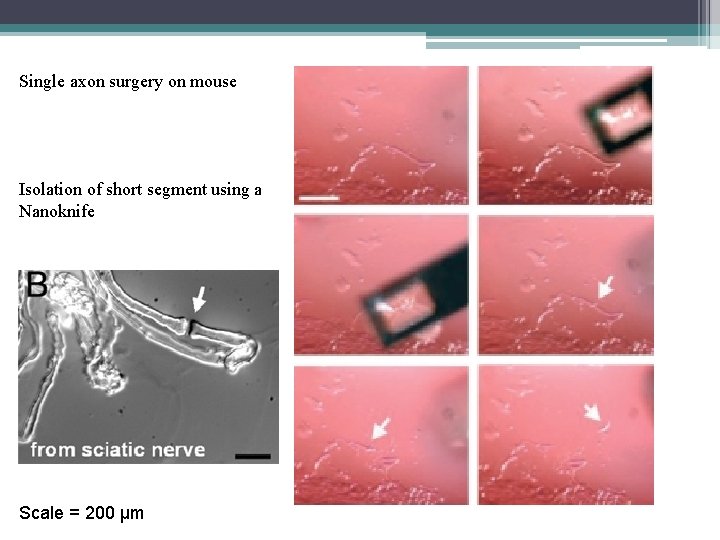 Single axon surgery on mouse Isolation of short segment using a Nanoknife Scale =