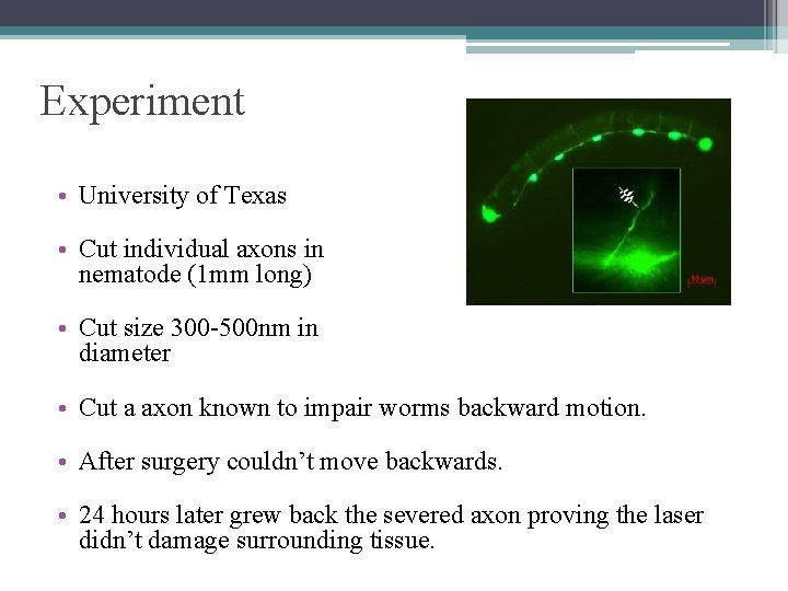 Experiment • University of Texas • Cut individual axons in nematode (1 mm long)