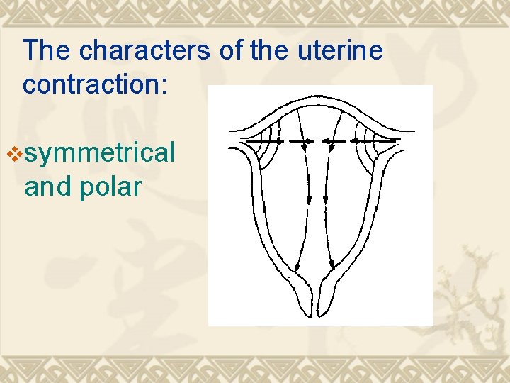 The characters of the uterine contraction: vsymmetrical and polar 