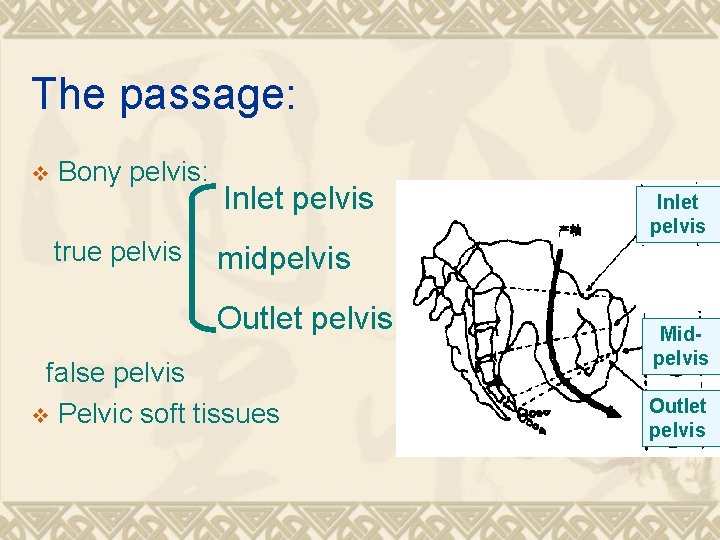 The passage: v Bony pelvis: true pelvis Inlet pelvis midpelvis Outlet pelvis false pelvis