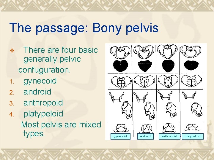 The passage: Bony pelvis v 1. 2. 3. 4. There are four basic generally