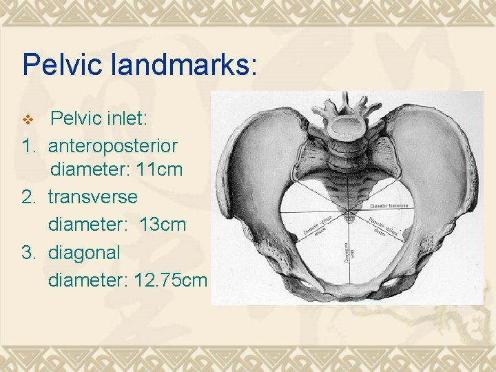 Pelvic landmarks: Pelvic inlet: 1. anteroposterior diameter: 11 cm 2. transverse diameter: 13 cm