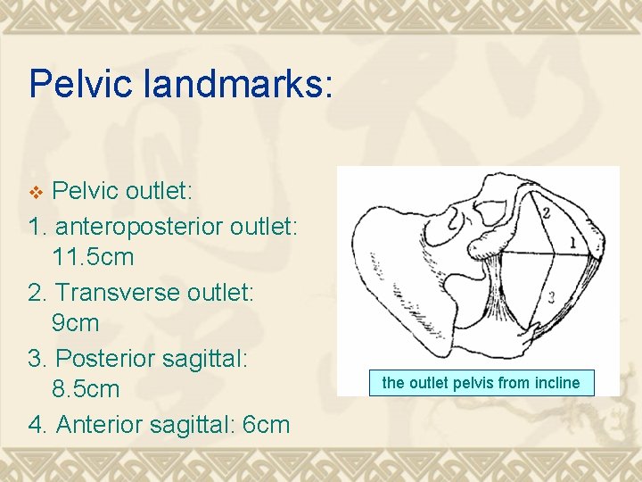 Pelvic landmarks: Pelvic outlet: 1. anteroposterior outlet: 11. 5 cm 2. Transverse outlet: 9