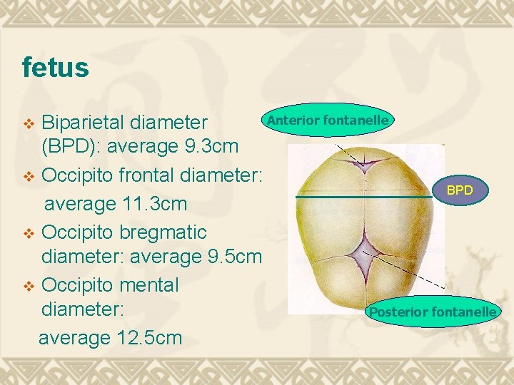 fetus Anterior fontanelle Biparietal diameter (BPD): average 9. 3 cm v Occipito frontal diameter: