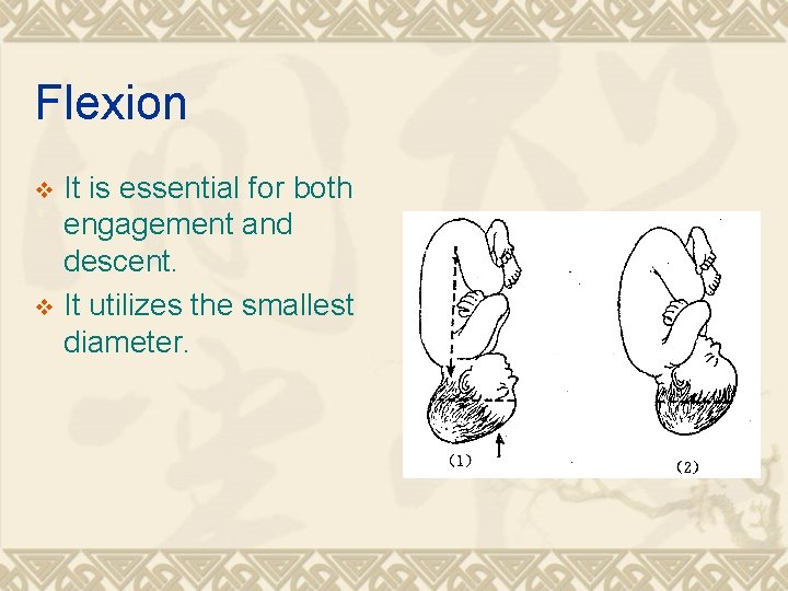 Flexion It is essential for both engagement and descent. v It utilizes the smallest