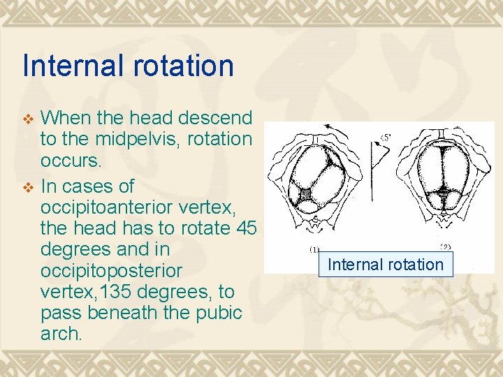 Internal rotation When the head descend to the midpelvis, rotation occurs. v In cases