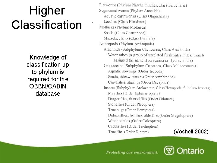 Higher Classification Knowledge of classification up to phylum is required for the OBBN/CABIN database