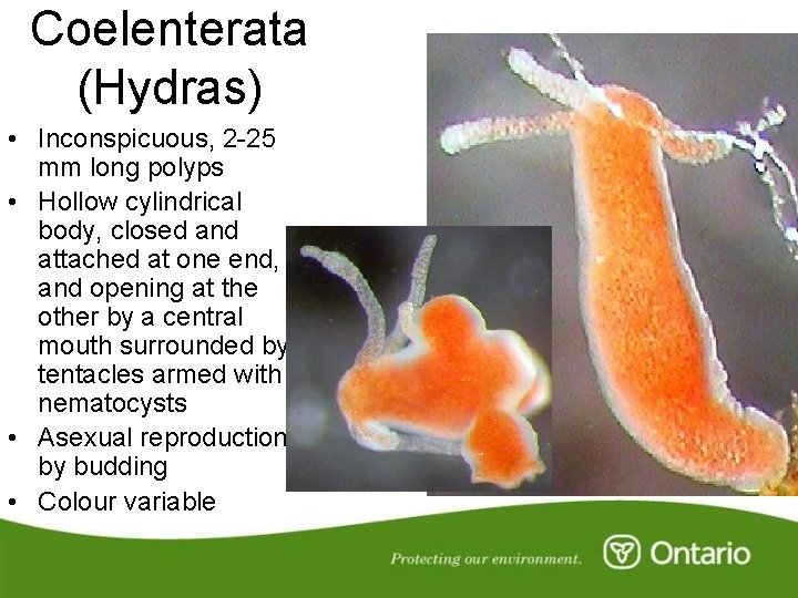 Coelenterata (Hydras) • Inconspicuous, 2 -25 mm long polyps • Hollow cylindrical body, closed