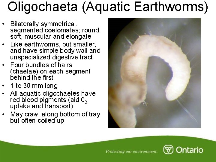 Oligochaeta (Aquatic Earthworms) • Bilaterally symmetrical, segmented coelomates; round, soft, muscular and elongate •
