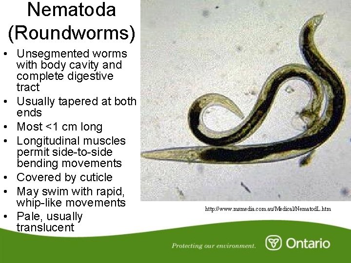 Nematoda (Roundworms) • Unsegmented worms with body cavity and complete digestive tract • Usually