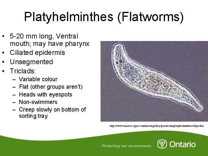 Platyhelminthes (Flatworms) • 5 -20 mm long, Ventral mouth; may have pharynx • Ciliated