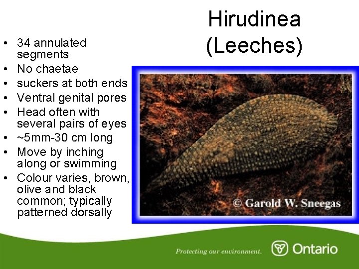  • 34 annulated segments • No chaetae • suckers at both ends •