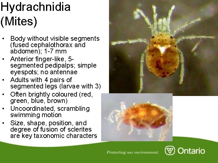 Hydrachnidia (Mites) • Body without visible segments (fused cephalothorax and abdomen); 1 -7 mm