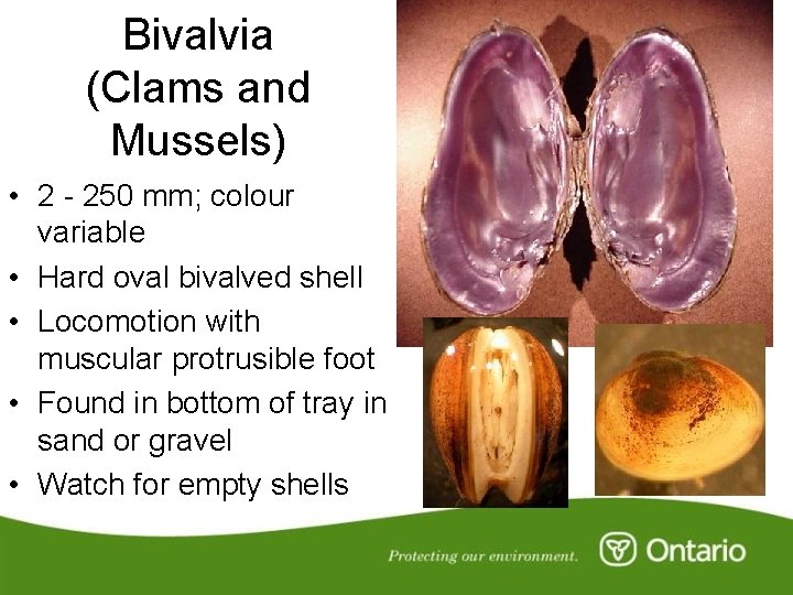 Bivalvia (Clams and Mussels) • 2 - 250 mm; colour variable • Hard oval