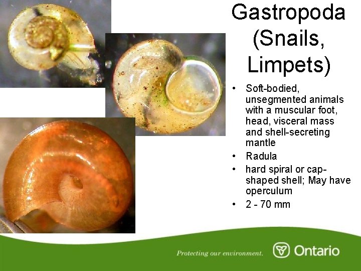 Gastropoda (Snails, Limpets) • Soft-bodied, unsegmented animals with a muscular foot, head, visceral mass