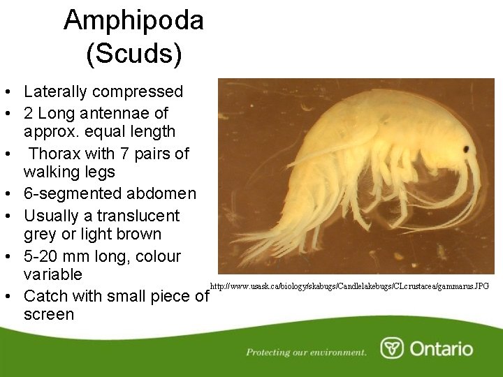 Amphipoda (Scuds) • Laterally compressed • 2 Long antennae of approx. equal length •