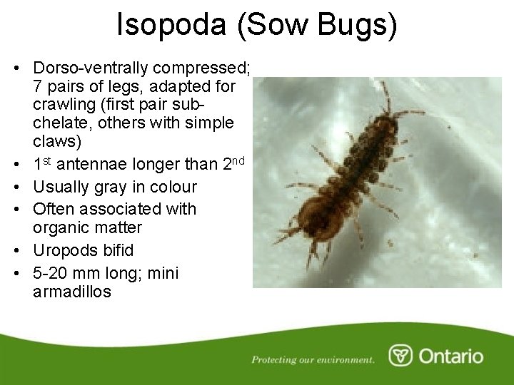 Isopoda (Sow Bugs) • Dorso-ventrally compressed; 7 pairs of legs, adapted for crawling (first
