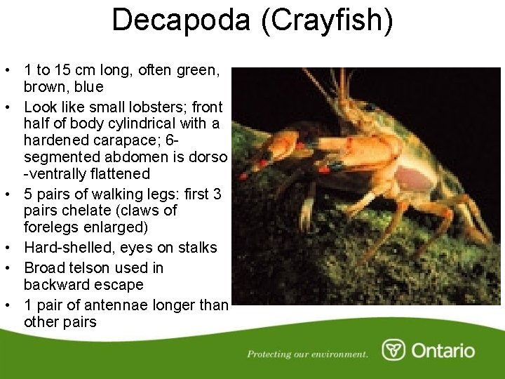 Decapoda (Crayfish) • 1 to 15 cm long, often green, brown, blue • Look