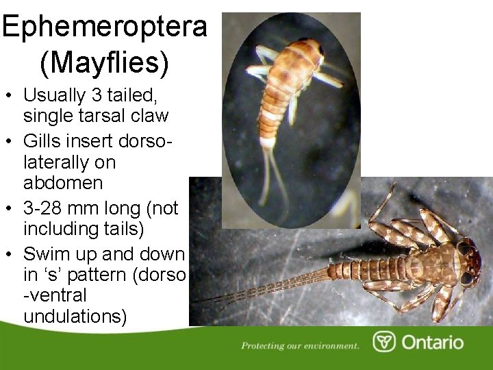 Ephemeroptera (Mayflies) • Usually 3 tailed, single tarsal claw • Gills insert dorsolaterally on