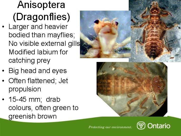 Anisoptera (Dragonflies) • Larger and heavier bodied than mayflies; No visible external gills; Modified