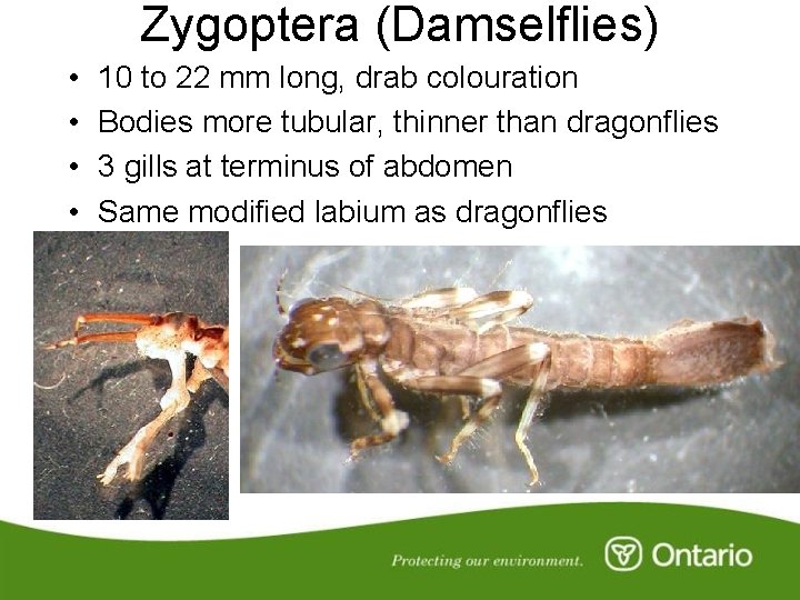 Zygoptera (Damselflies) • • 10 to 22 mm long, drab colouration Bodies more tubular,