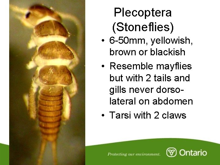 Plecoptera (Stoneflies) • 6 -50 mm, yellowish, brown or blackish • Resemble mayflies but