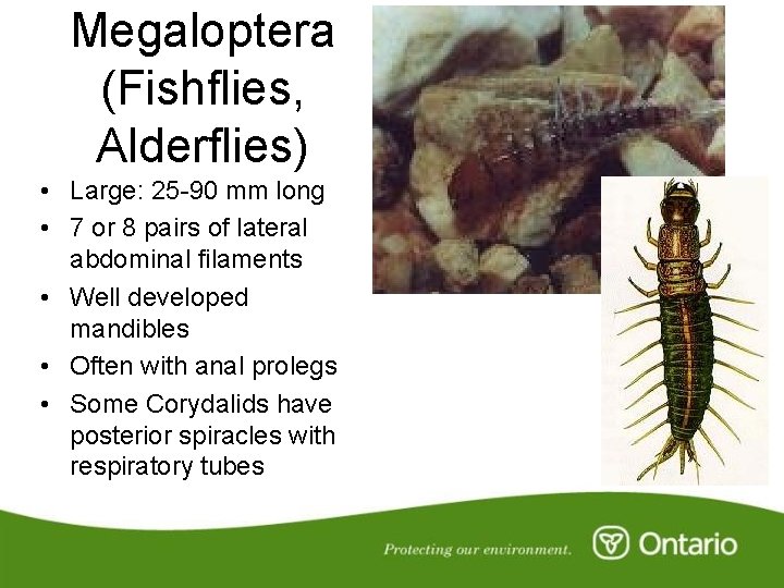 Megaloptera (Fishflies, Alderflies) • Large: 25 -90 mm long • 7 or 8 pairs