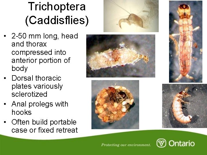 Trichoptera (Caddisflies) • 2 -50 mm long, head and thorax compressed into anterior portion