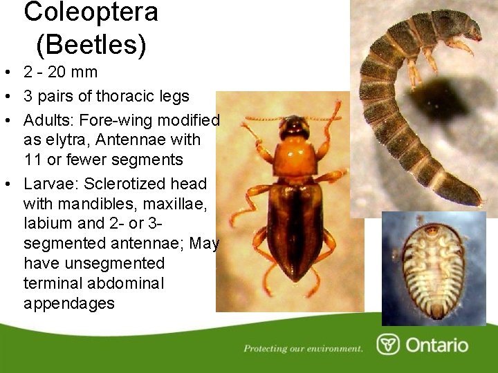Coleoptera (Beetles) • 2 - 20 mm • 3 pairs of thoracic legs •