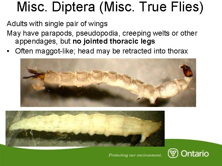 Misc. Diptera (Misc. True Flies) Adults with single pair of wings May have parapods,