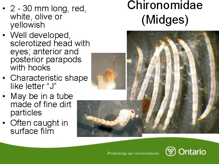  • 2 - 30 mm long, red, white, olive or yellowish • Well