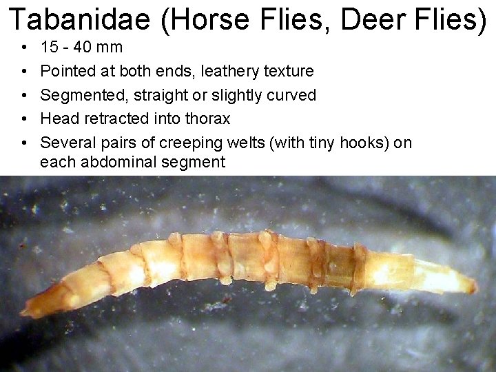 Tabanidae (Horse Flies, Deer Flies) • • • 15 - 40 mm Pointed at