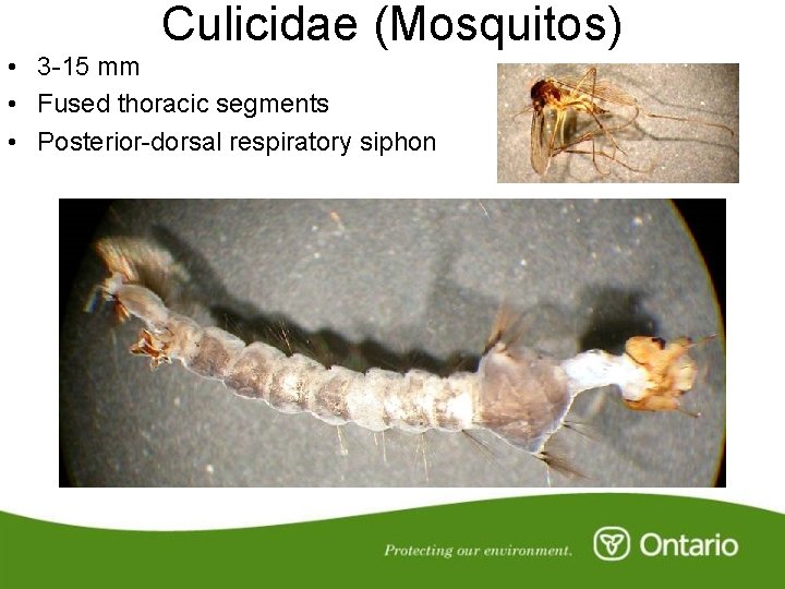 Culicidae (Mosquitos) • 3 -15 mm • Fused thoracic segments • Posterior-dorsal respiratory siphon