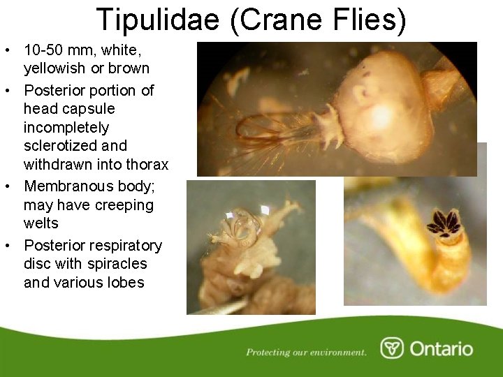 Tipulidae (Crane Flies) • 10 -50 mm, white, yellowish or brown • Posterior portion